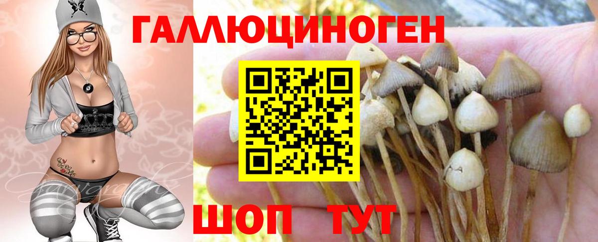 Псилоцибиновые грибы GOLDEN TEACHER Люберцы